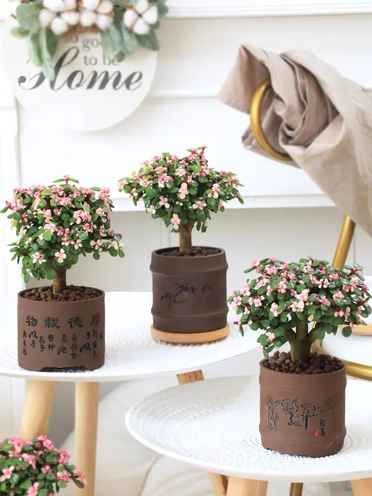 家里一定要养一盆金枝玉叶,大盆养金枝玉叶