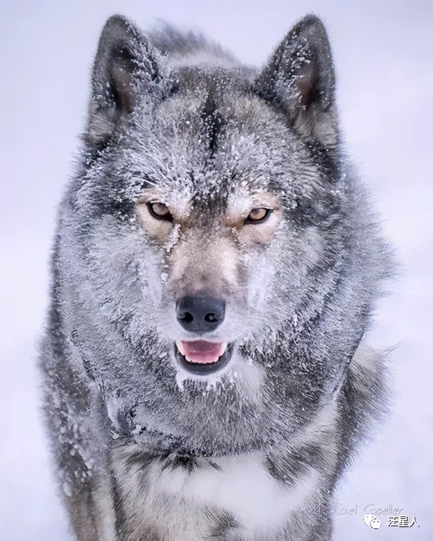 一只哈士奇都比人帅,一只哈士奇笑容跟我们人类一样