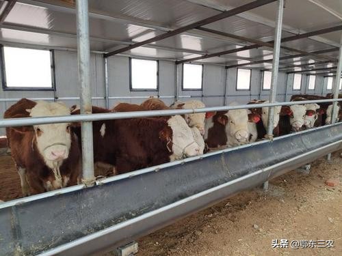 农村养牛有什么好项目,羊和养牛哪个效率高