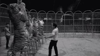 老虎和狮子分离了多久,狮子是百兽之王老虎是森林之王