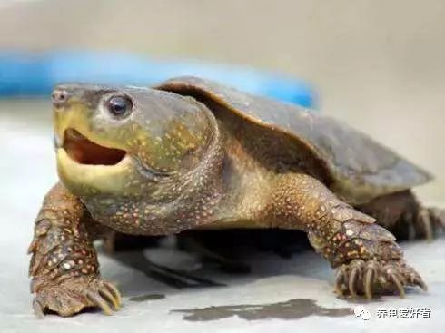 乌龟的冷知识搞笑,龟冷知识
