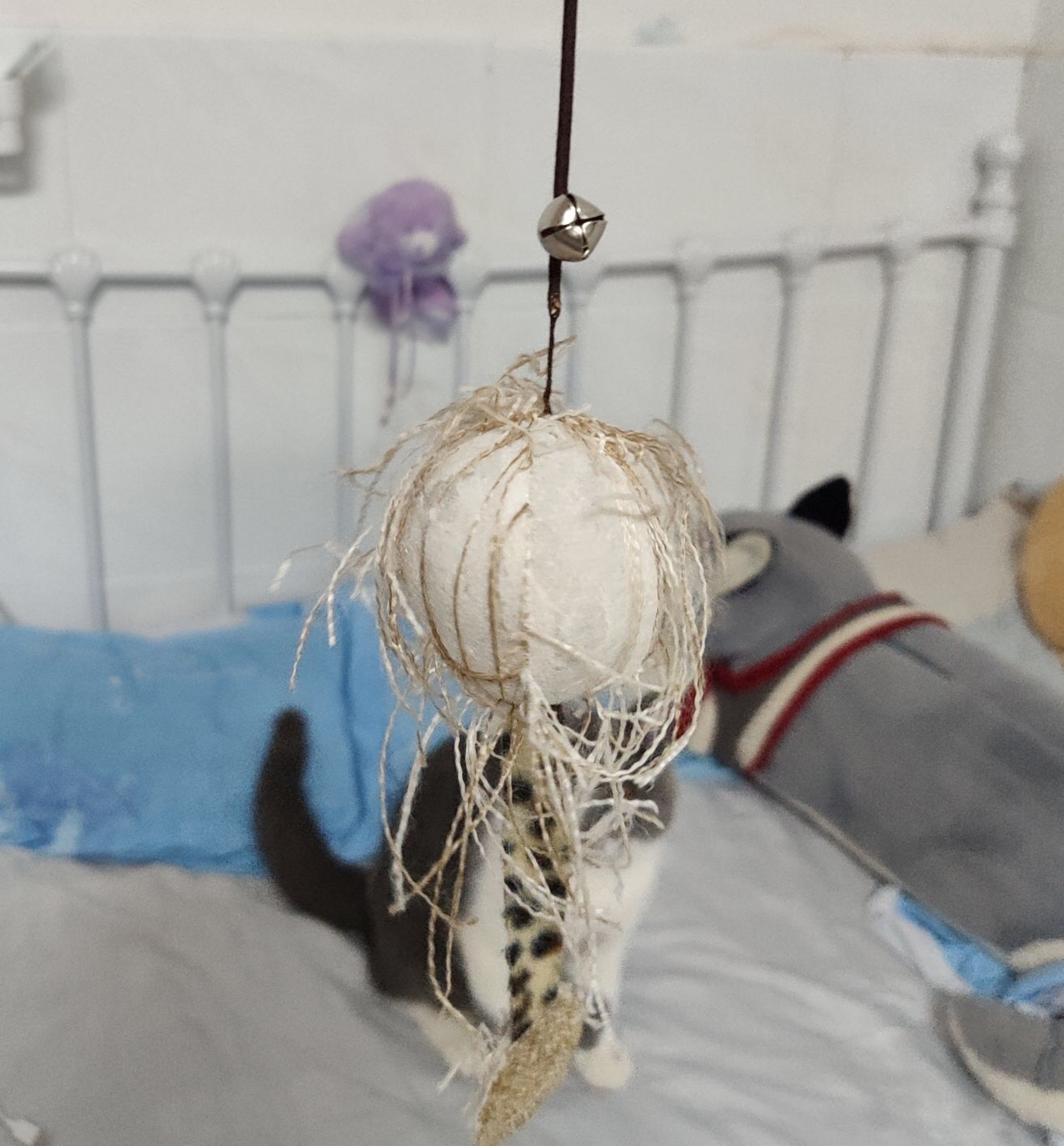 铲屎官新手养猫,铲屎官必懂的养狗知识