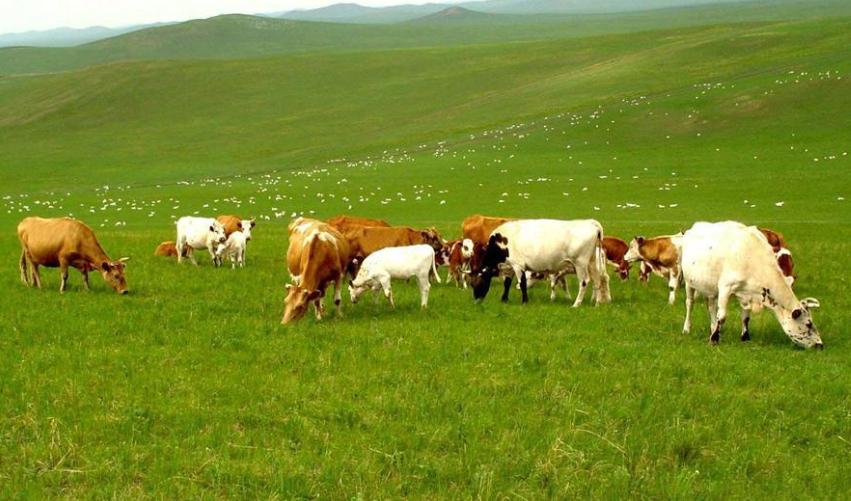 五一能去坝上草原吗,适合旅游的草原哪里离北京近