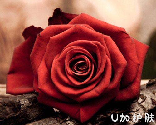 玫瑰美白嫩肤精油的调制教你如何自己调制喜欢的