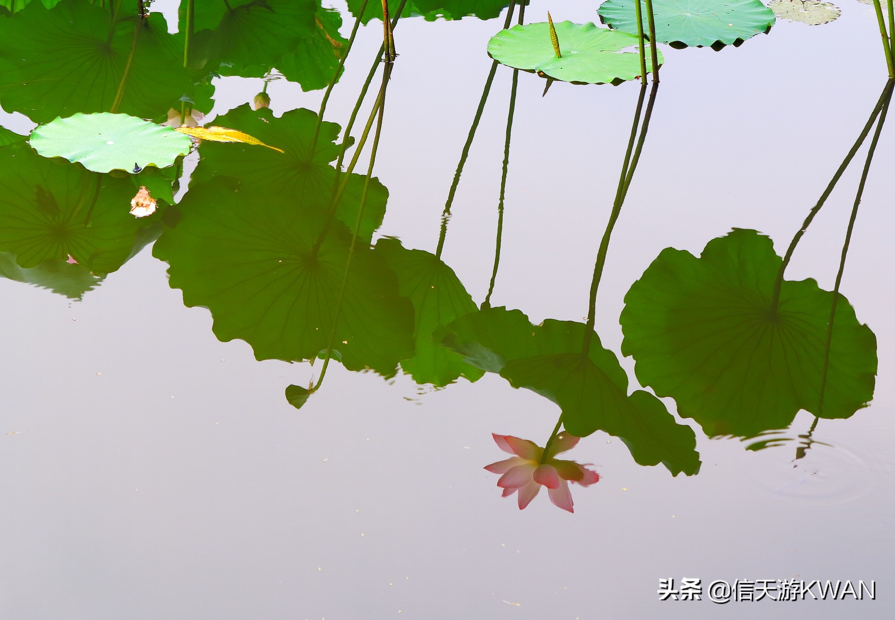 澶忚嚦宸茶嚦鑽疯姳鏅偣 (澶忚嚦宸茶嚦閭ｅ氨蹇樺嵈鐐庣儹鍘昏祻鑺卞惂)