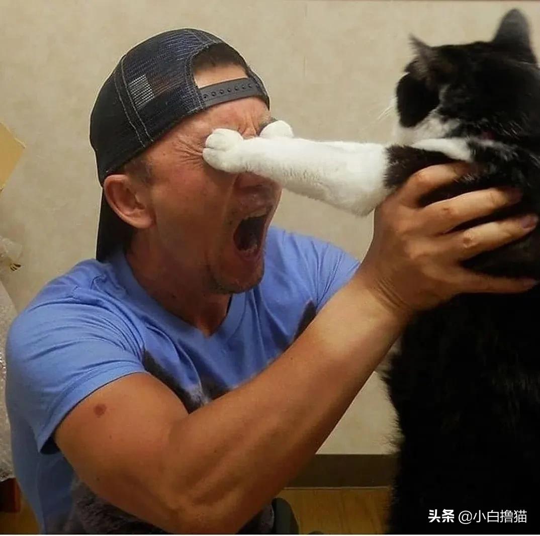 不要随便亲猫的后果,强行亲猫