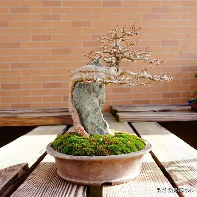 日本红枫和中国红枫有什么区别,日本红枫和中国红枫盆景的区别