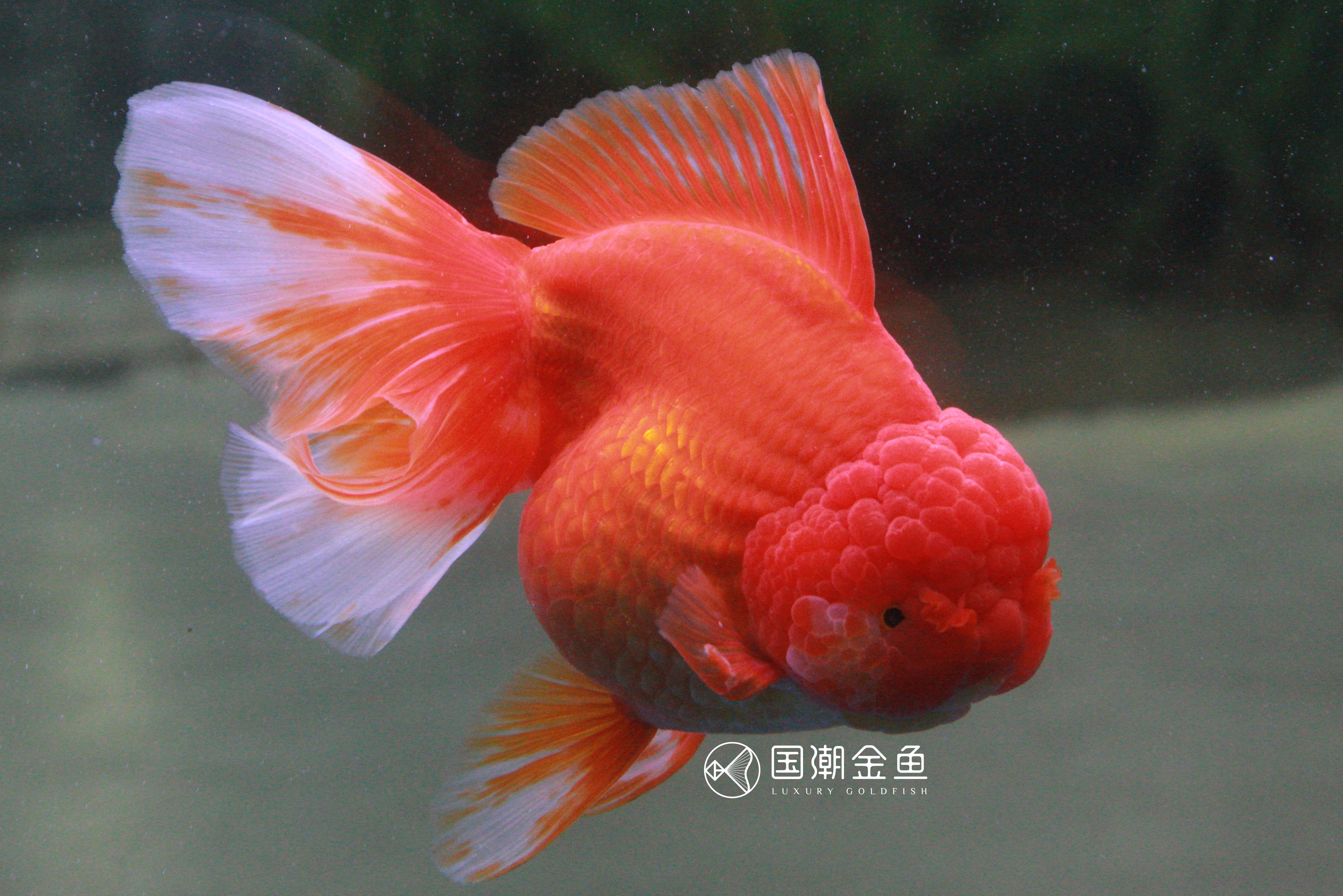 海水缸开缸详细教程视频,养金鱼开缸养水全过程