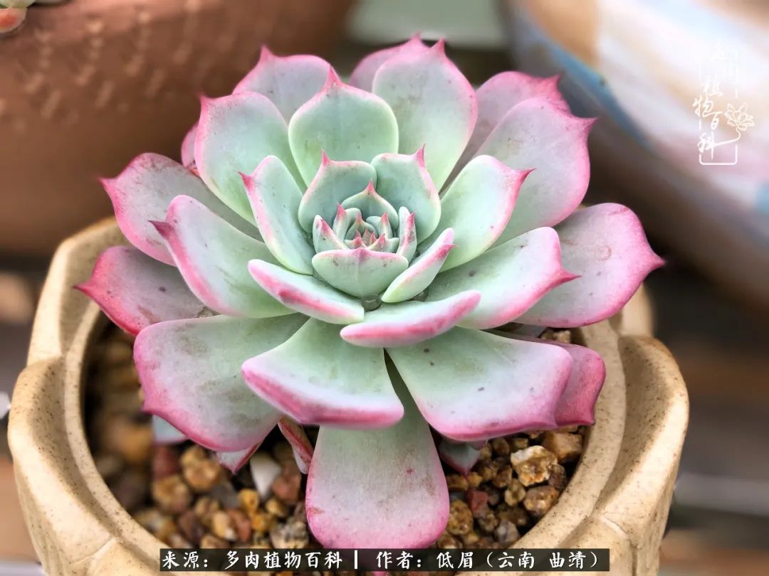 多肉怎么养度夏,多肉怎么养之度夏篇