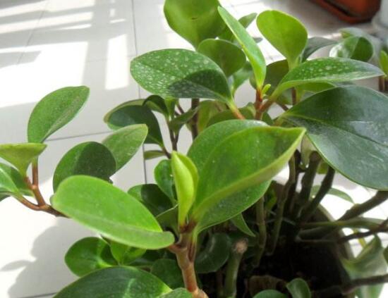 碧玉开花怎么修剪,碧玉花怎样修剪