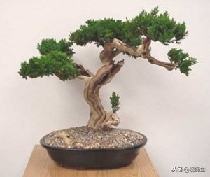 丛林式盆景欣赏,盆景欣赏及制作