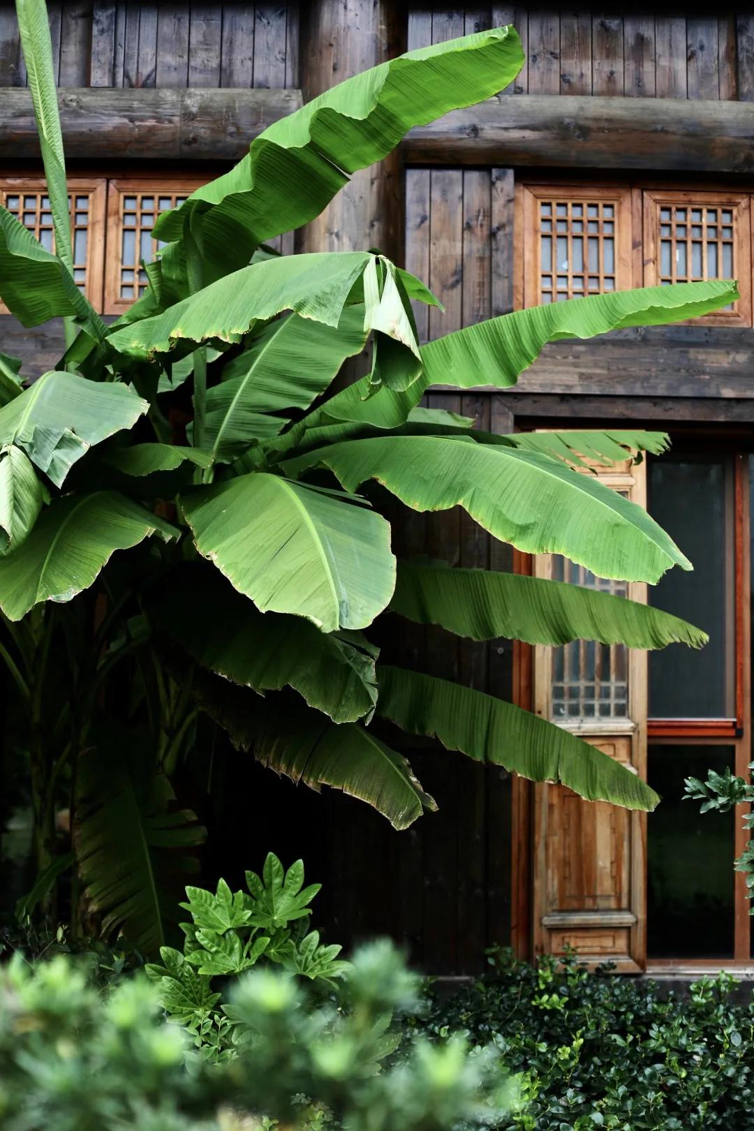 90后董事长年会视频,90年后董事长