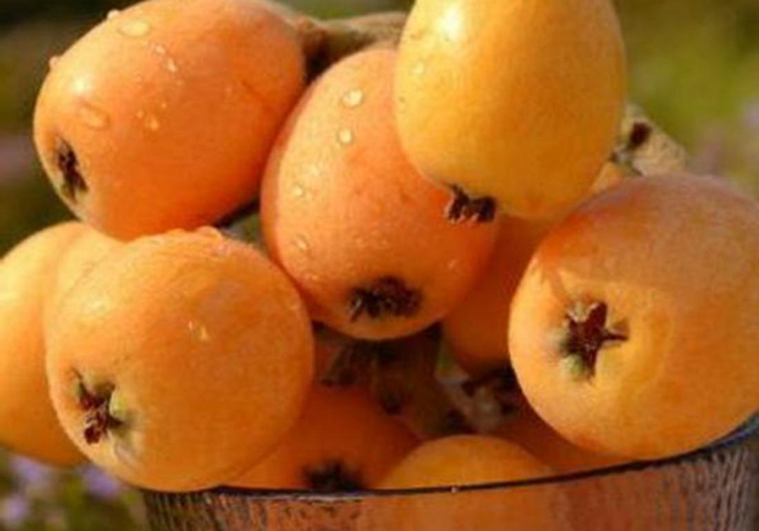 种植枇杷果的小技巧,枇杷有哪些病虫害防治