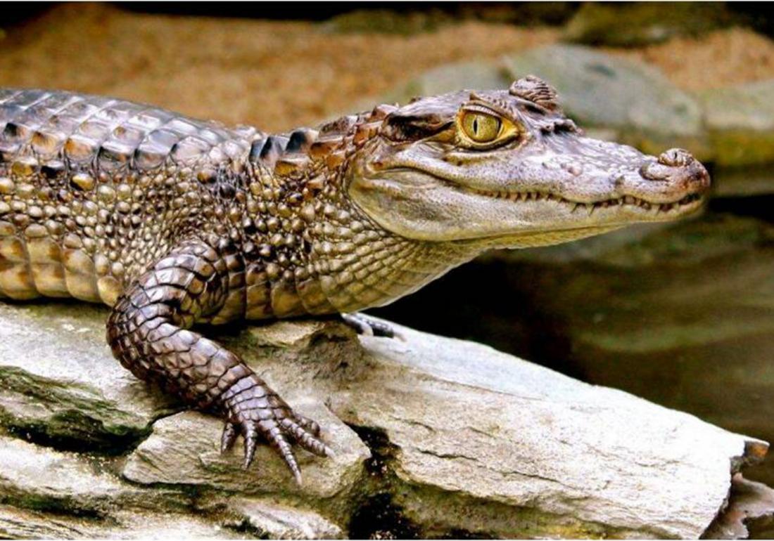 鳄类养殖方法,鳄龟养殖有什么用