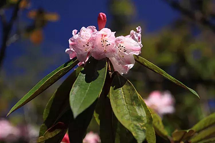 凉山最漂亮的花海,西昌赏花攻略