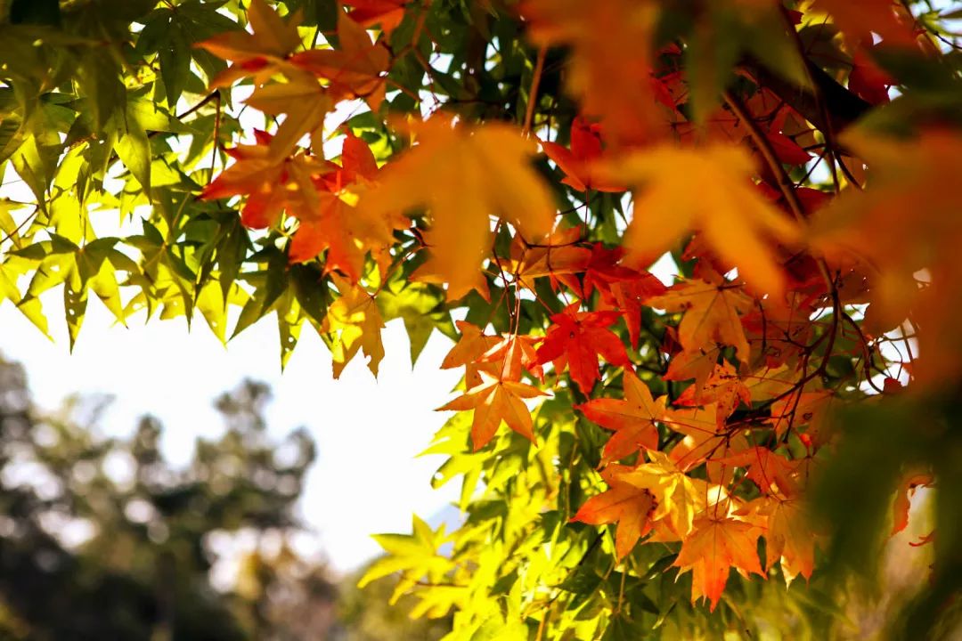 秋天赏枫叶好去处,赏红叶正当时