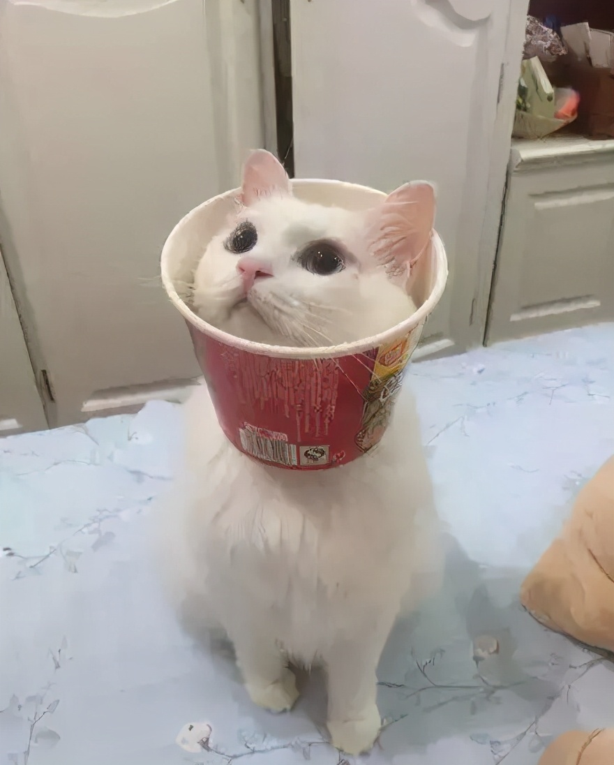 给猫戴上脖圈之后很低落,为什么给猫戴上猫圈就安静了