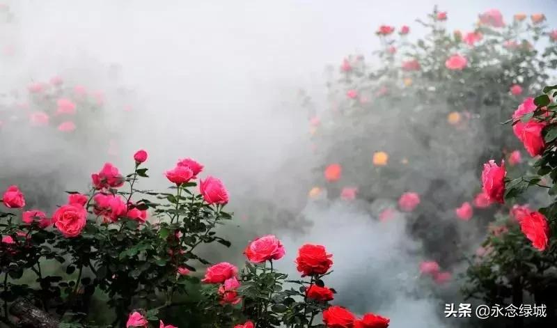 南阳世界月季大观园开幕邀请,南阳月季大观园门票现在免费政策