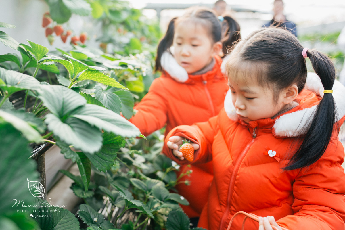 几百亩草莓采摘基地，无销售，不够卖，老板：绿色天然无公害