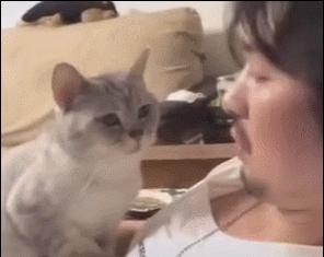 抱猫防止被抓,抱猫猫老是反抗被抓