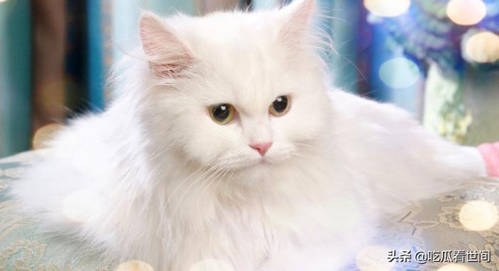 最贵的十种猫波斯猫,行走的人民币布偶猫