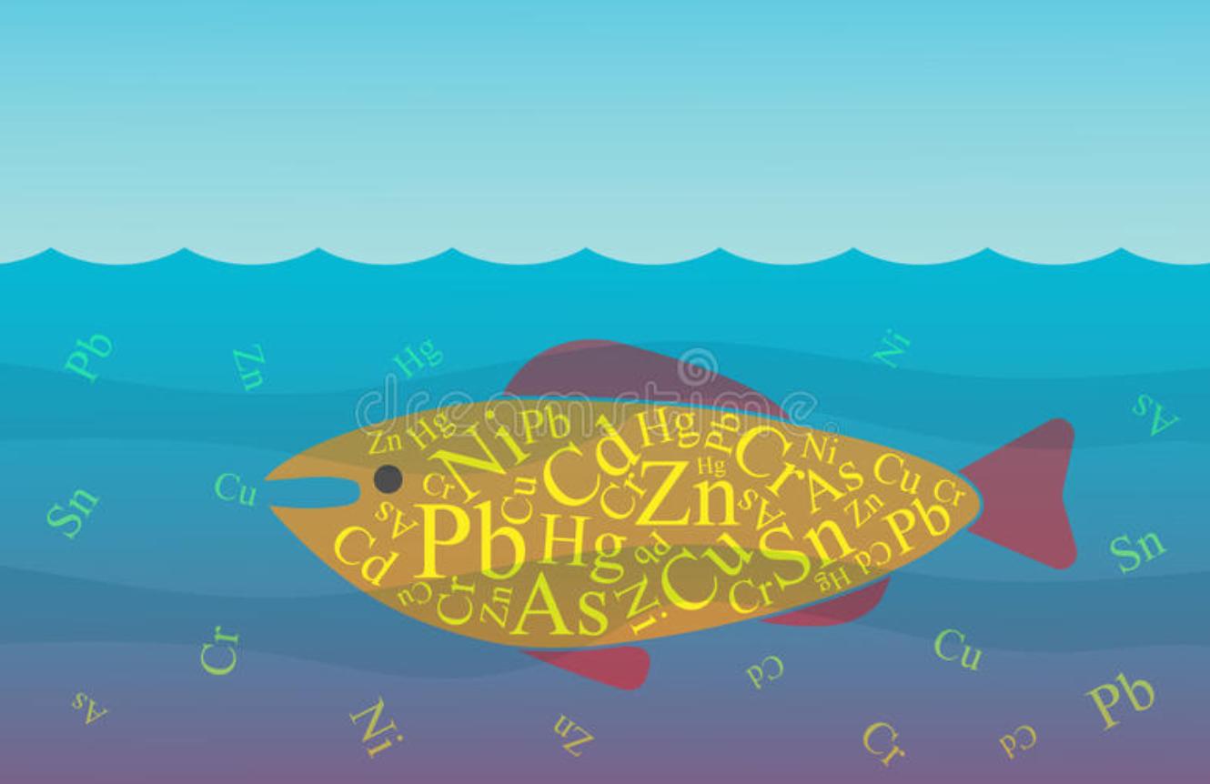 猫常吃鱼怎么样,猫可以经常吃什么鱼