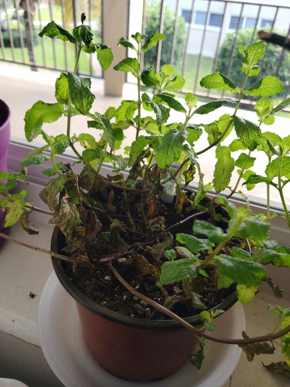 薄荷盆栽枯萎了一个星期怎么解决,薄荷黄叶枯萎怎么挽救