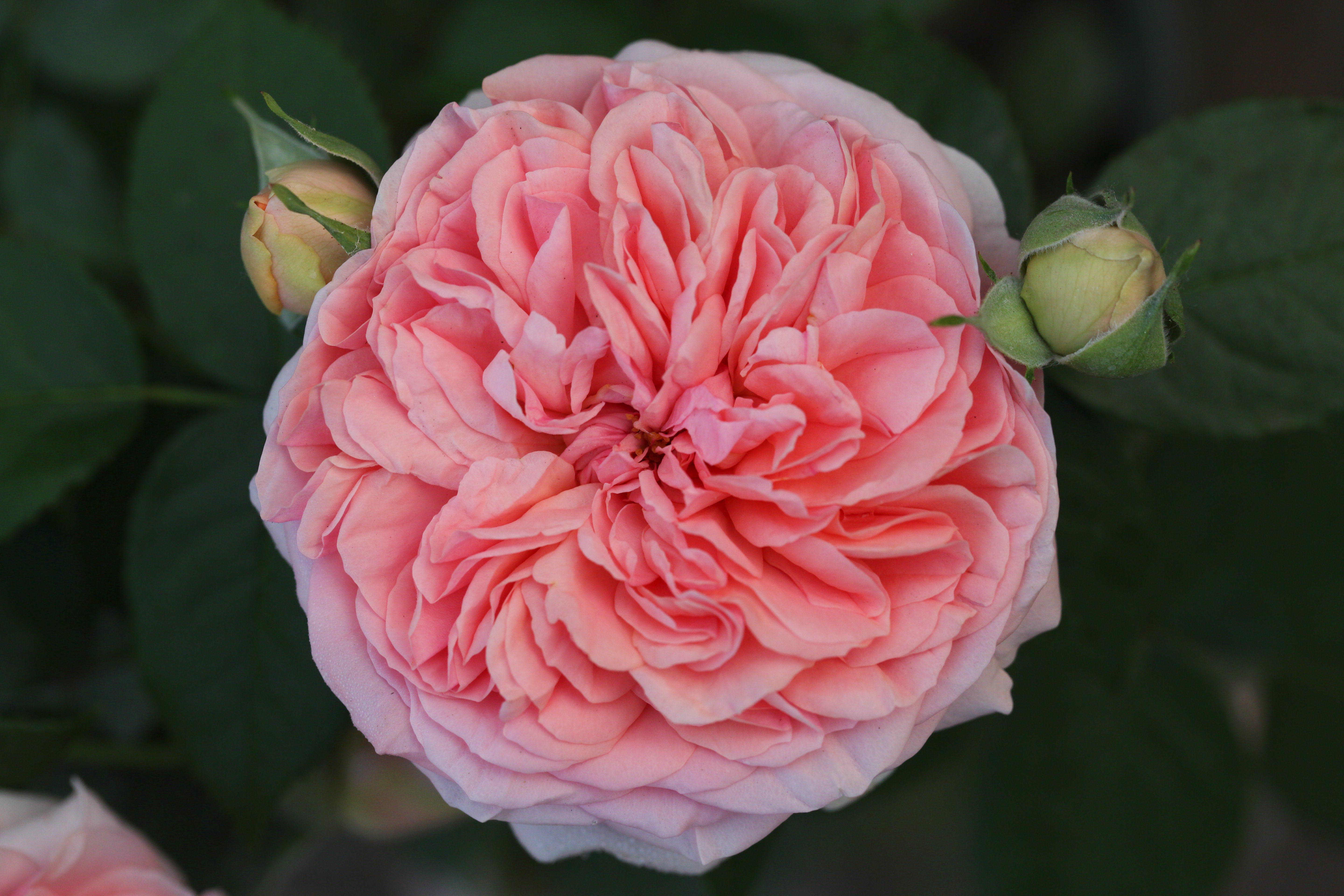 大兴月季园的月季有多少种,北京最大的月季基地在哪