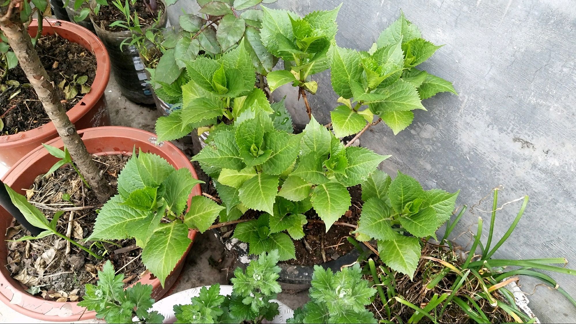 想让花开得漂亮用什么,绣球花开花少不缺阳光不缺肥