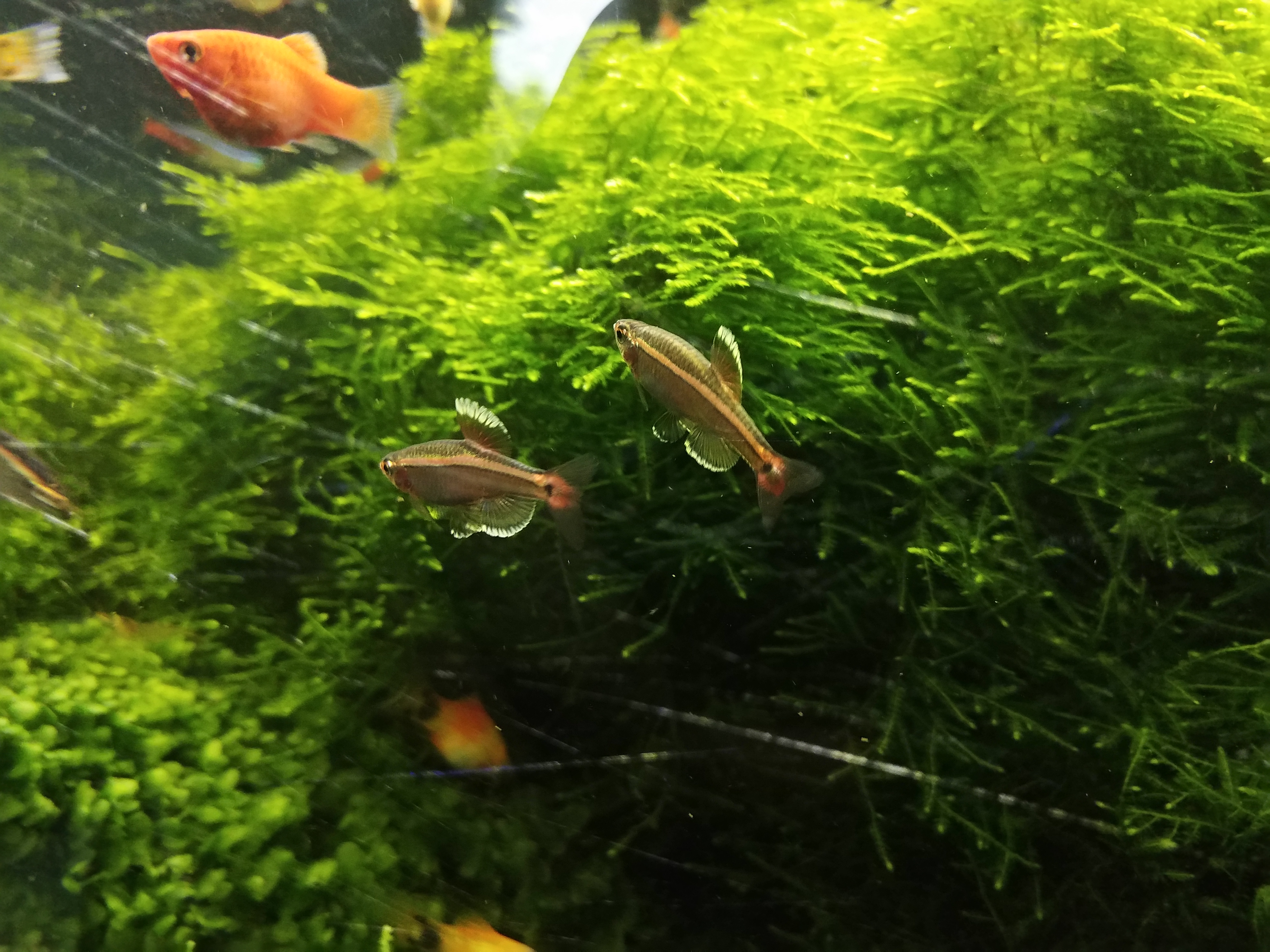 养白云金丝鱼需要过滤吗,养白云金丝鱼的缺点和优点