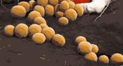 「哺乳问题」乳头皲破咋办？解决方法来了