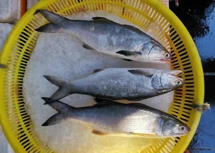 开海季都有什么海鲜,开海了这些生猛海鲜