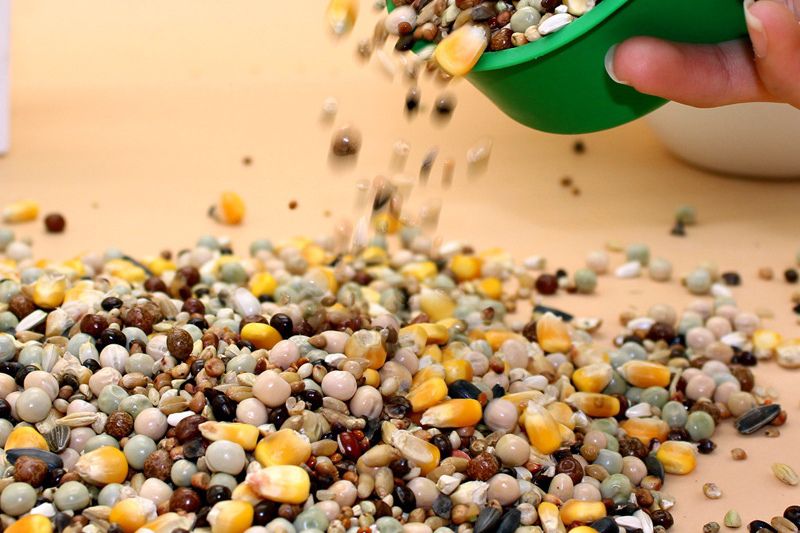 鸽子下蛋期公鸽子拉稀,小鸽子十天的时候母鸽子拉稀