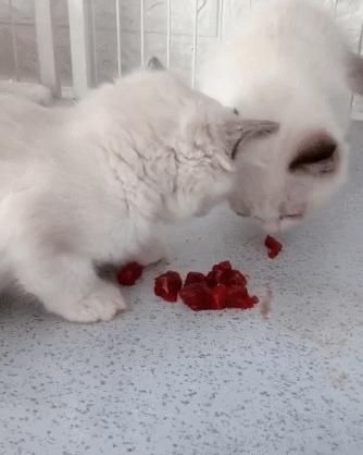 猫猫吃什么样的猫粮比较好,教你怎么给猫咪选适合的猫粮