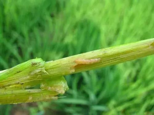 钻心虫怎样彻底消灭掉,钻心虫不用药最简单方法