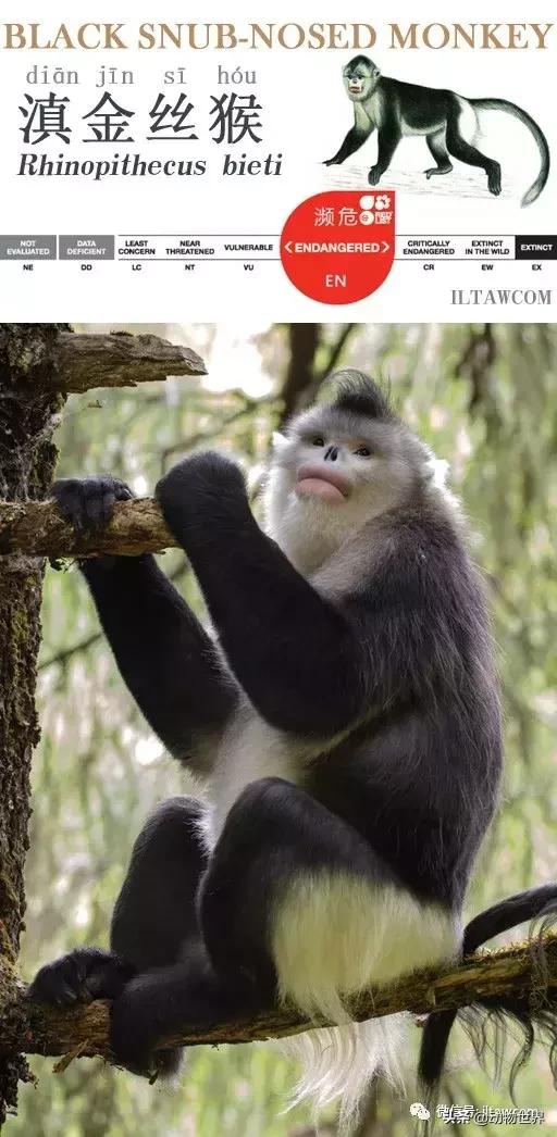 云南滇金丝猴主要栖息地为,中国濒临的动物金丝猴