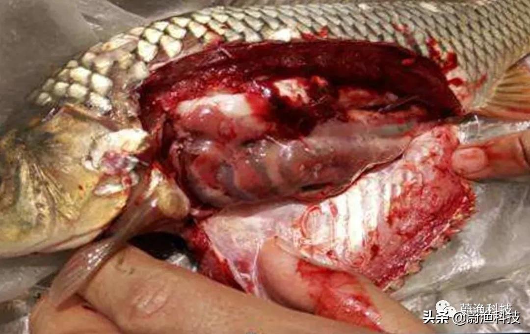 鲤鱼急性烂鳃,鲤鱼急性烂鳃的早期表现