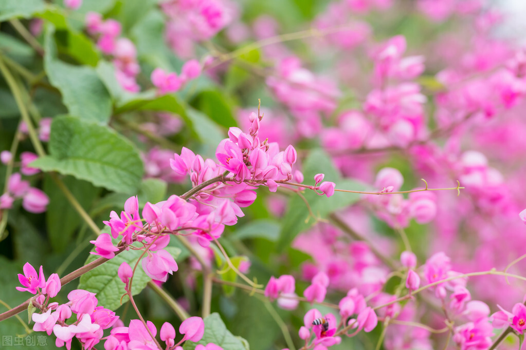 园林人需要知道的85个花卉知识,园林花卉的种类及图片