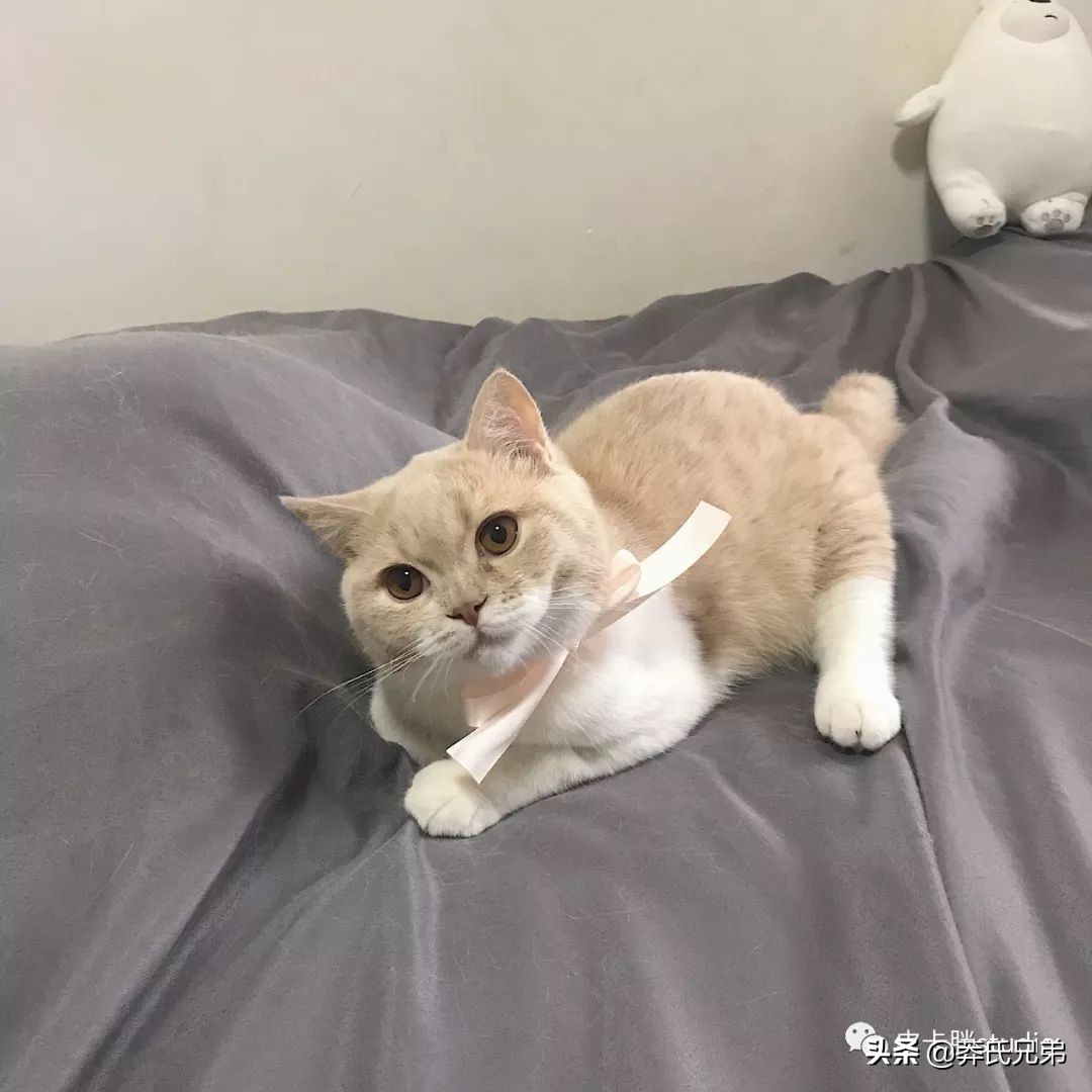 可爱小奶猫刚生出成长日记,一只小奶猫的成长过程