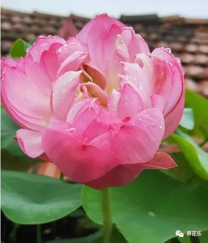 碗莲能养小鱼吗,一缸碗莲养几条小鱼