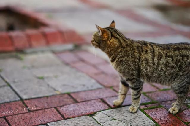 土耳其航班免费一日游,土耳其航空免费一日游