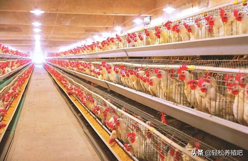 输卵管炎影响产蛋率不,产蛋高峰期不能吃什么药