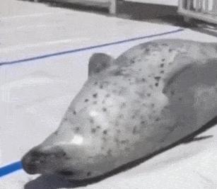 这届年轻人已经饥渴到“吸海豹”了……