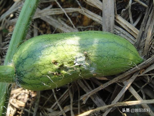 这六种虫子千万不要碰,4种虫千万不要碰