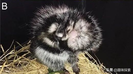 将剧毒涂在身上，不怀好意的野狗全被毒死，唯一善用毒的啮齿动物