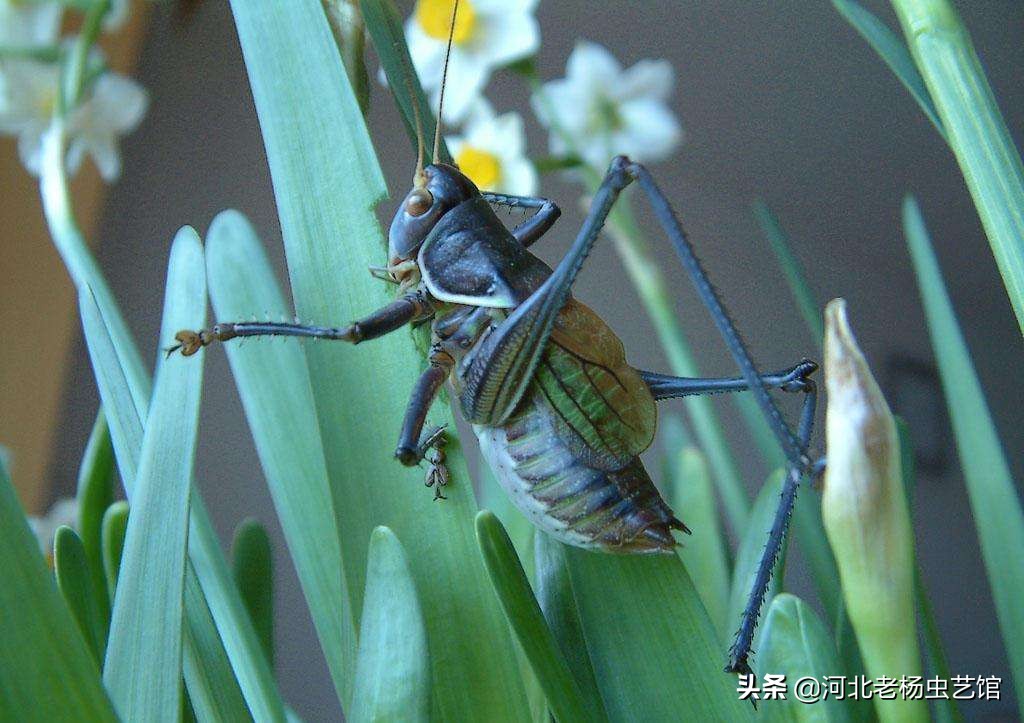 蝈蝈的病症,蝈蝈怎样才算生病