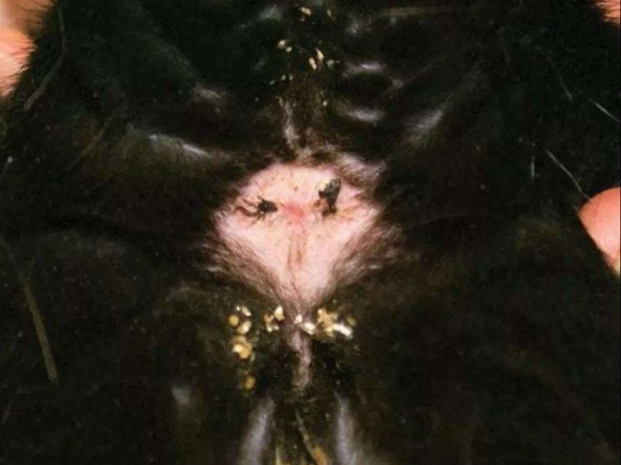 猫咪有绦虫吃什么药,猫咪绦虫是什么样的