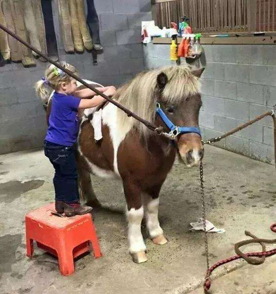 我爱上一匹野马可我家里没有草原,爱上一匹野马家里没有草原啥意思