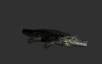 把非洲鳄界扛把子当宠物养是一种怎样的体验？