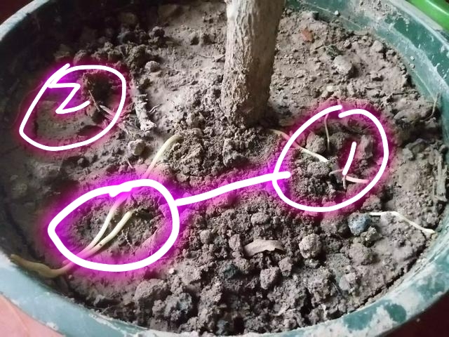 橡皮树上端萎蔫,橡皮树顶部新芽长时间不动了